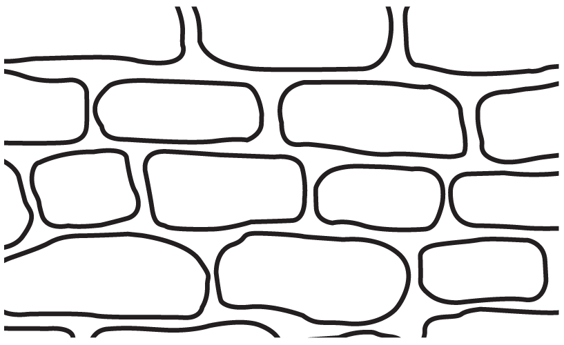 english-cobble.png
